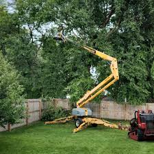 How Our Tree Care Process Works  in El Jebel, CO